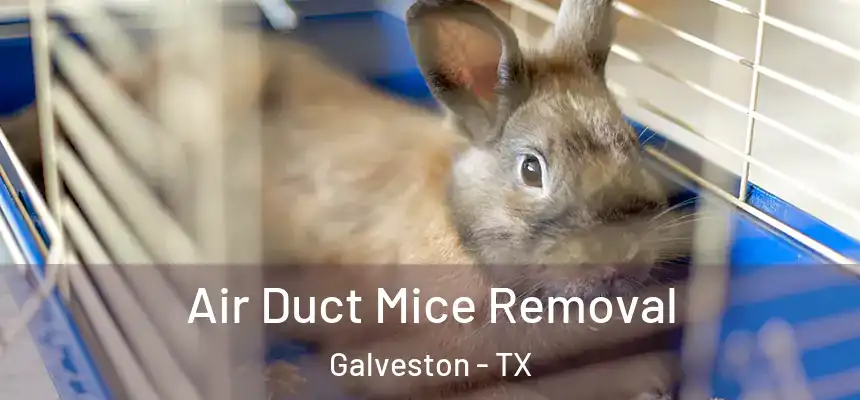 Air Duct Mice Removal Galveston - TX