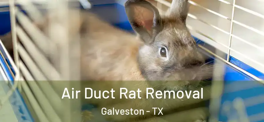  Air Duct Rat Removal Galveston - TX