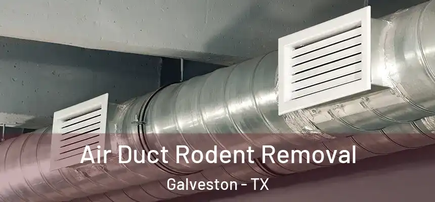  Air Duct Rodent Removal Galveston - TX