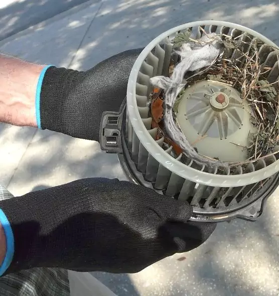 About Air Duct Mice Removal in Galveston, TX